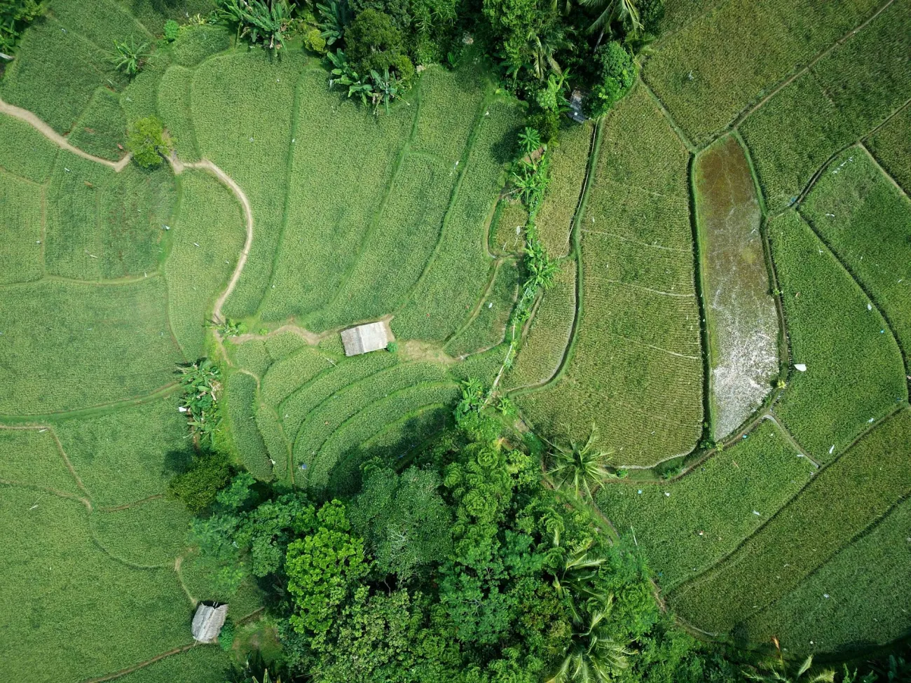 Aerial shot of farm. Credit: Tom Fisk via Pexels