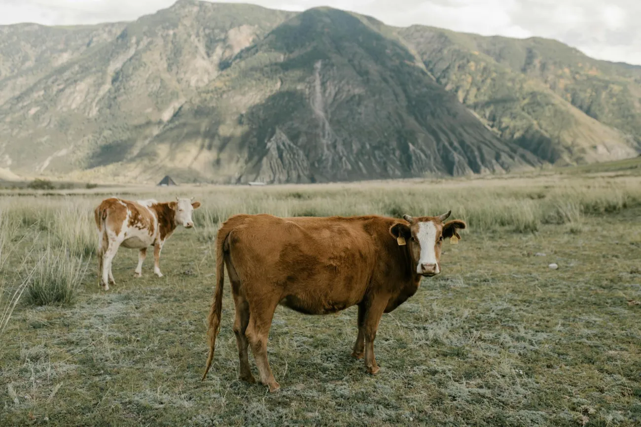 Cow looking at camera. Credit: Julia Volk via Pexels