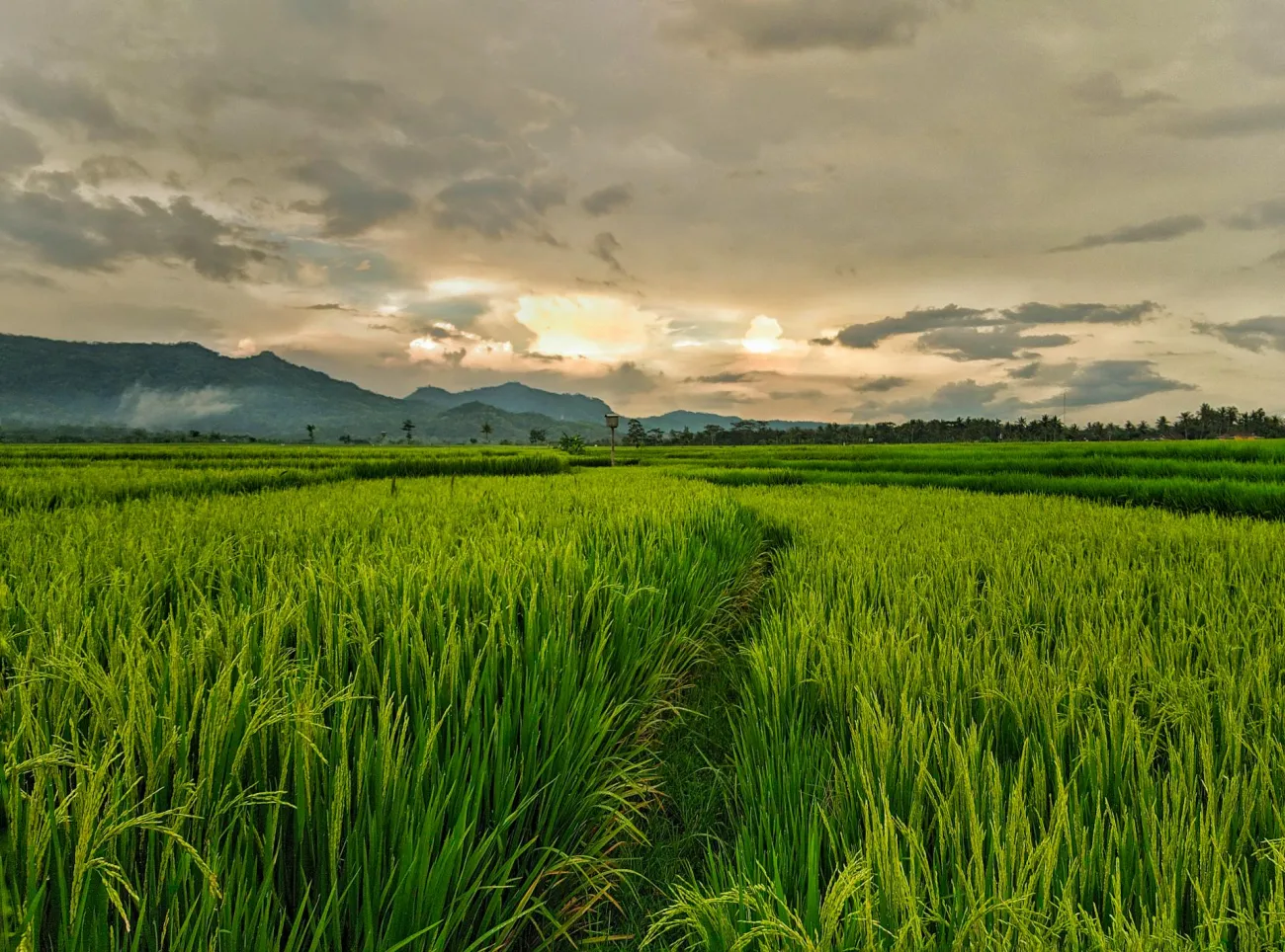 Field of rice. Credit: Si Nur Sholeh via Pexels
