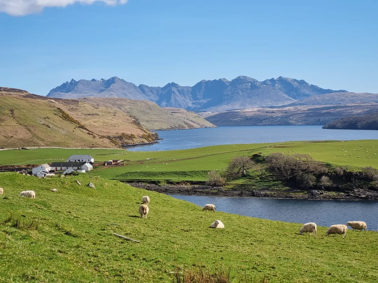 The Isle of Skye croft grazings with sheep image by Rafaella Senna