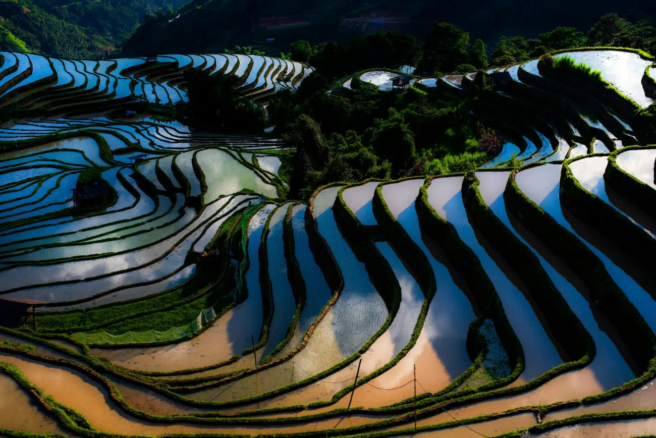 Rice paddies in China. Credit:  Duc Nguyen via Pexels