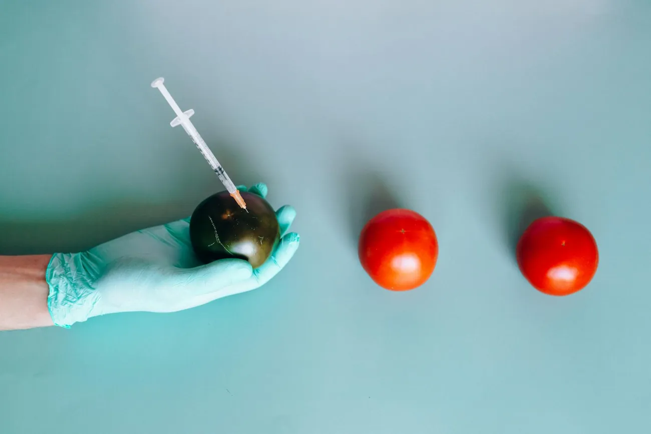 Syringe in tomatoes