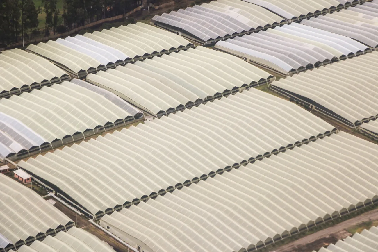 Greenhouses. Credit:  Alejandro Robles via Pexels