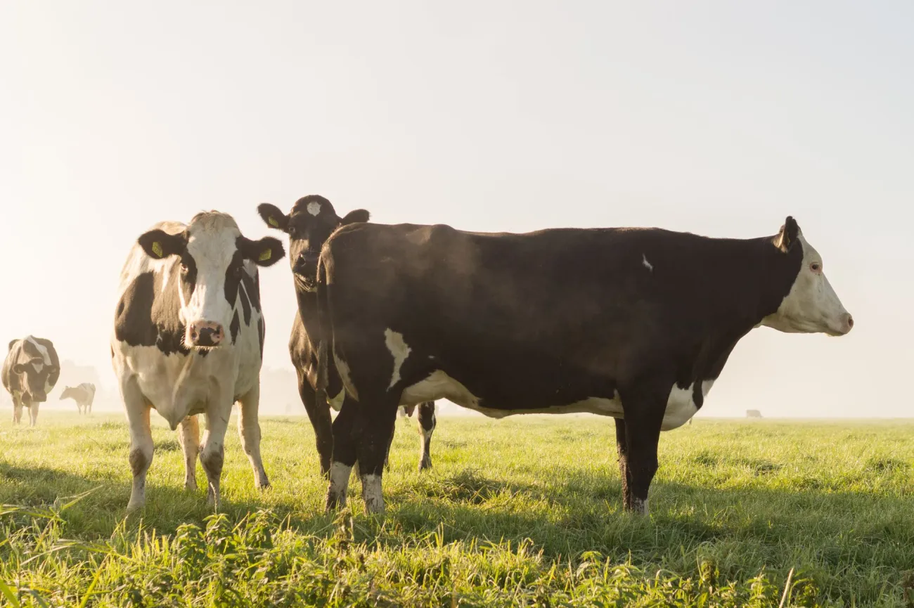 Cows in field. Credit: ClickerHappy via Pexels