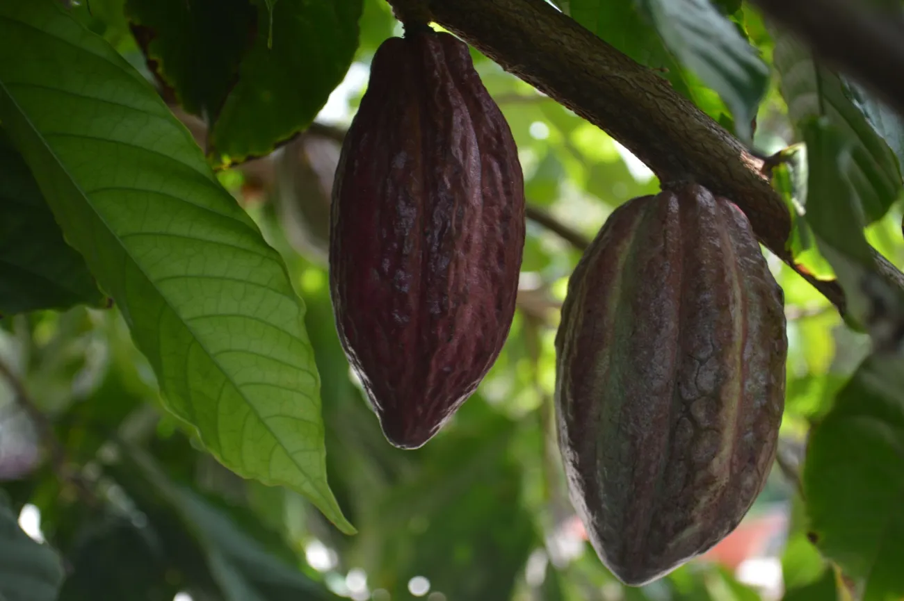 Cacao pod. Credit Valeria Drozdova via Pexels