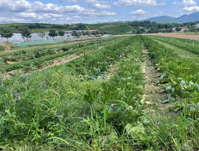 Photo from the author's project on Food policy councils