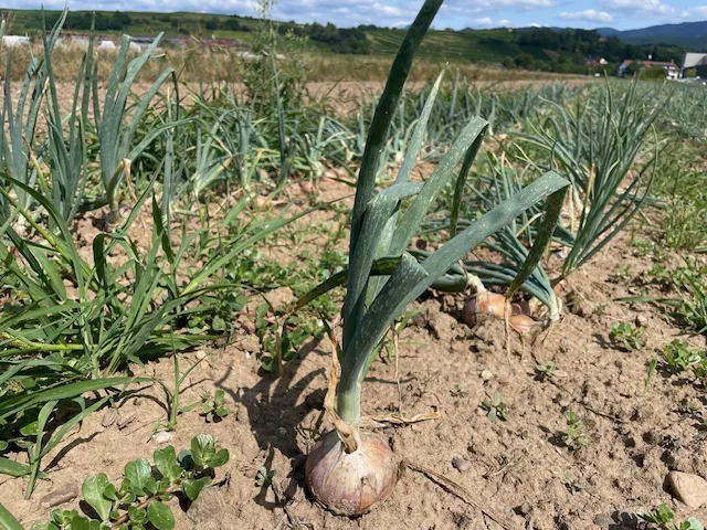An onion in the dirt. Photo from the author's project on Food policy councils
