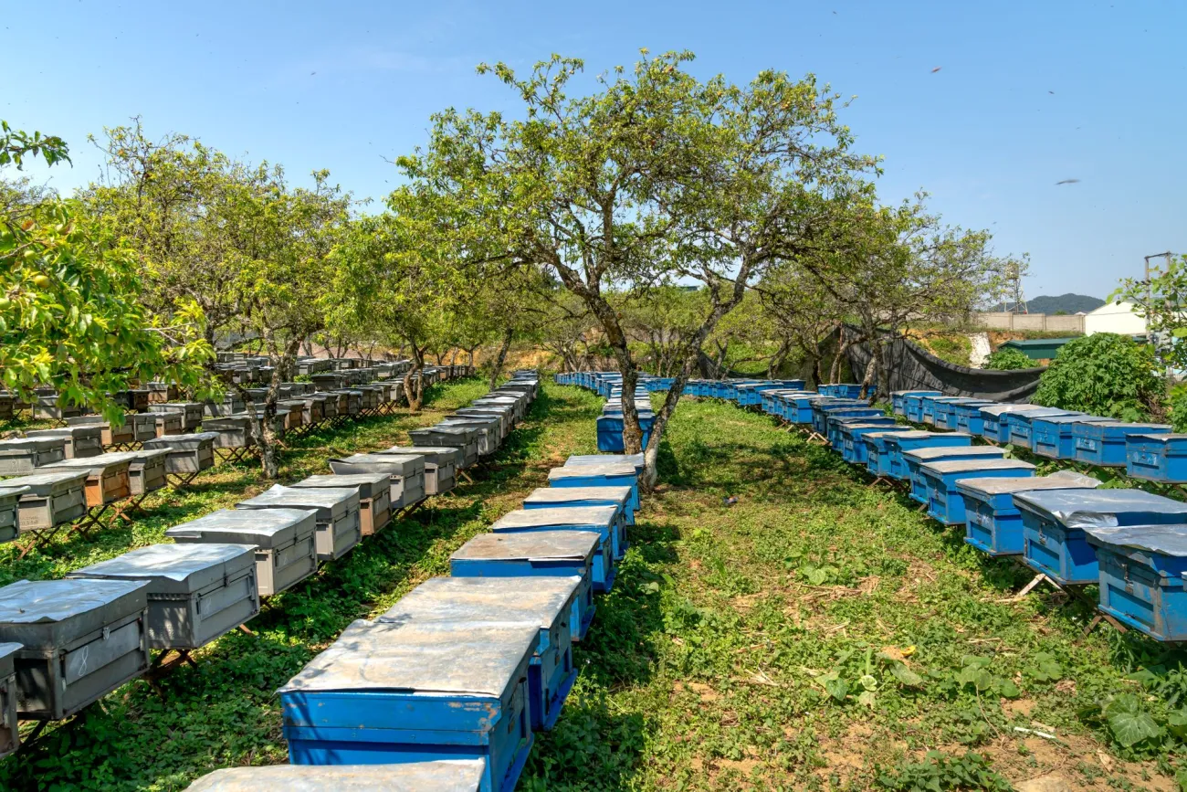 Bees in field. Credit: Quang Nguyen Vinh via Pexels. 