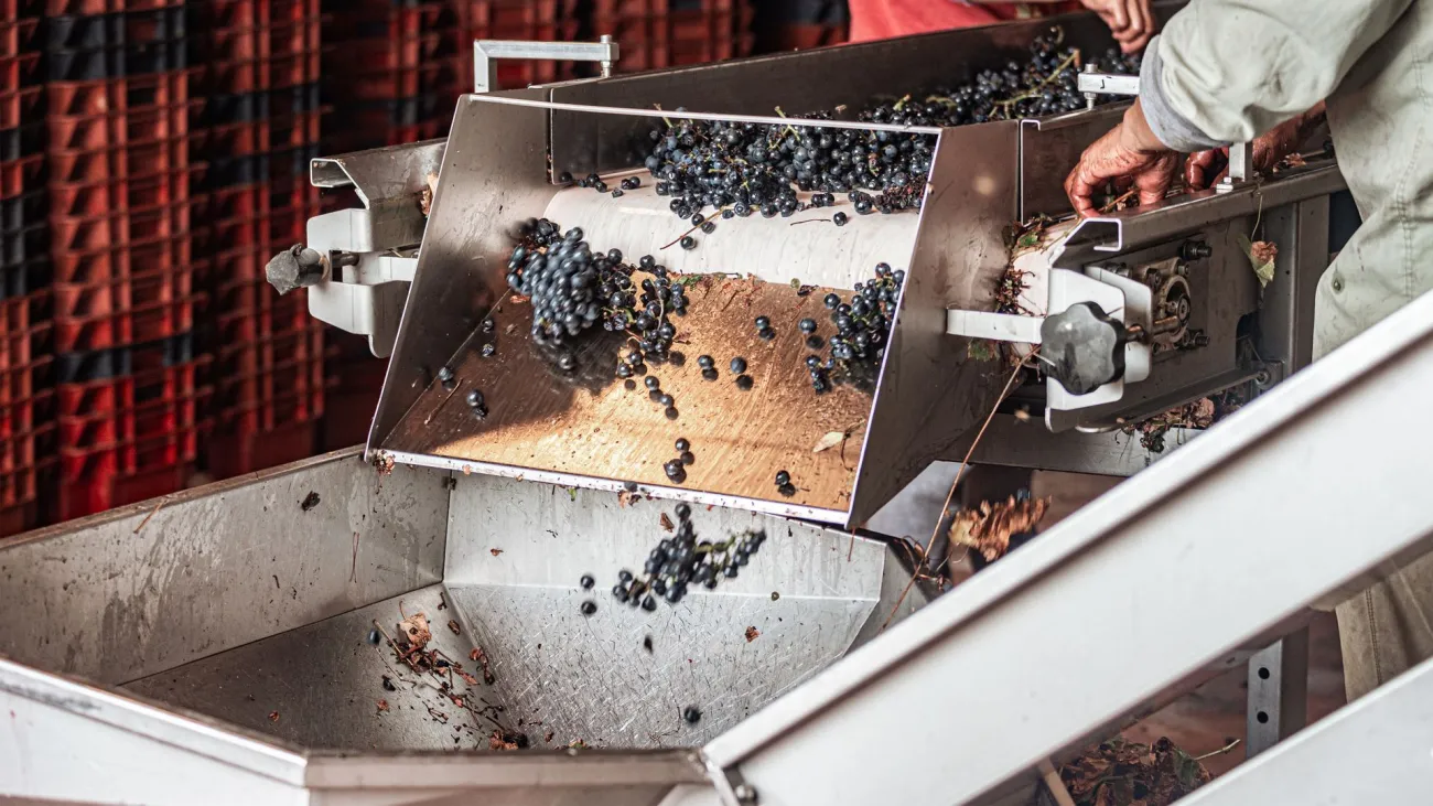 Blueberry processing. Credit: Gonzalo Acuña via Pexels