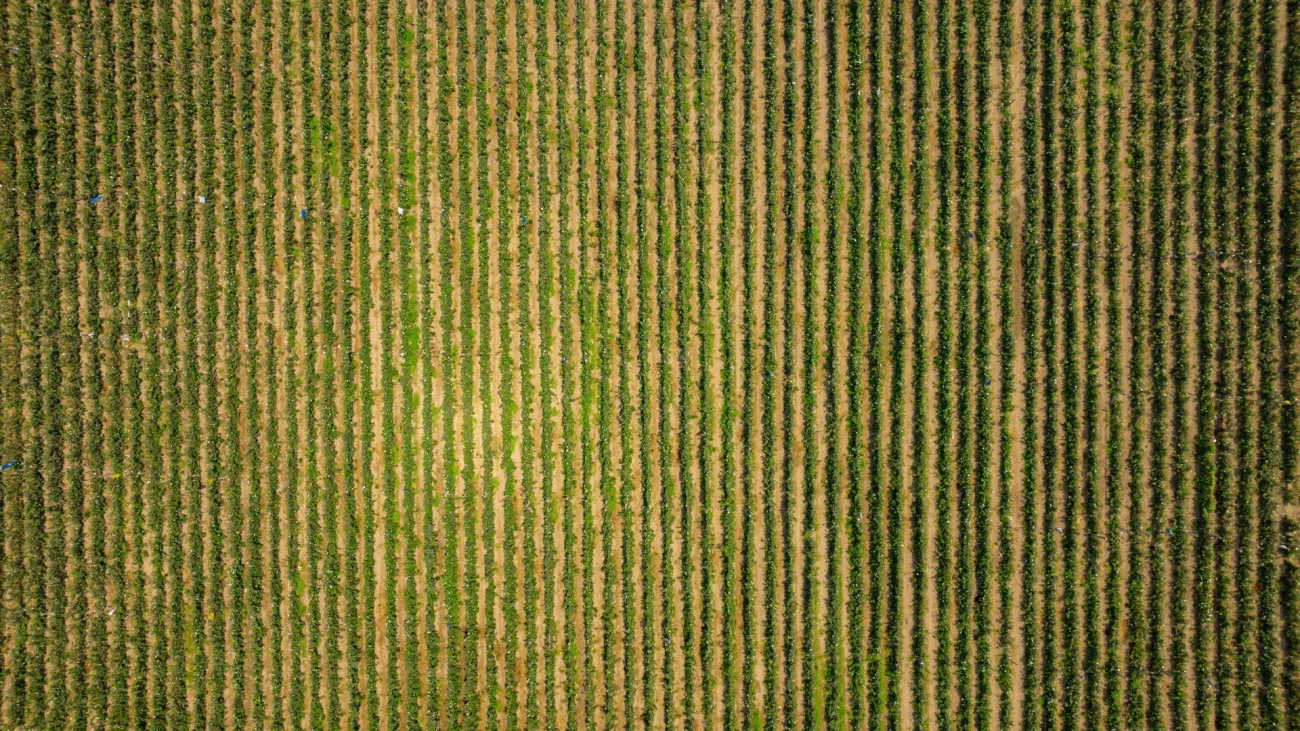 Aerial view of field. Credit: K via Pexels