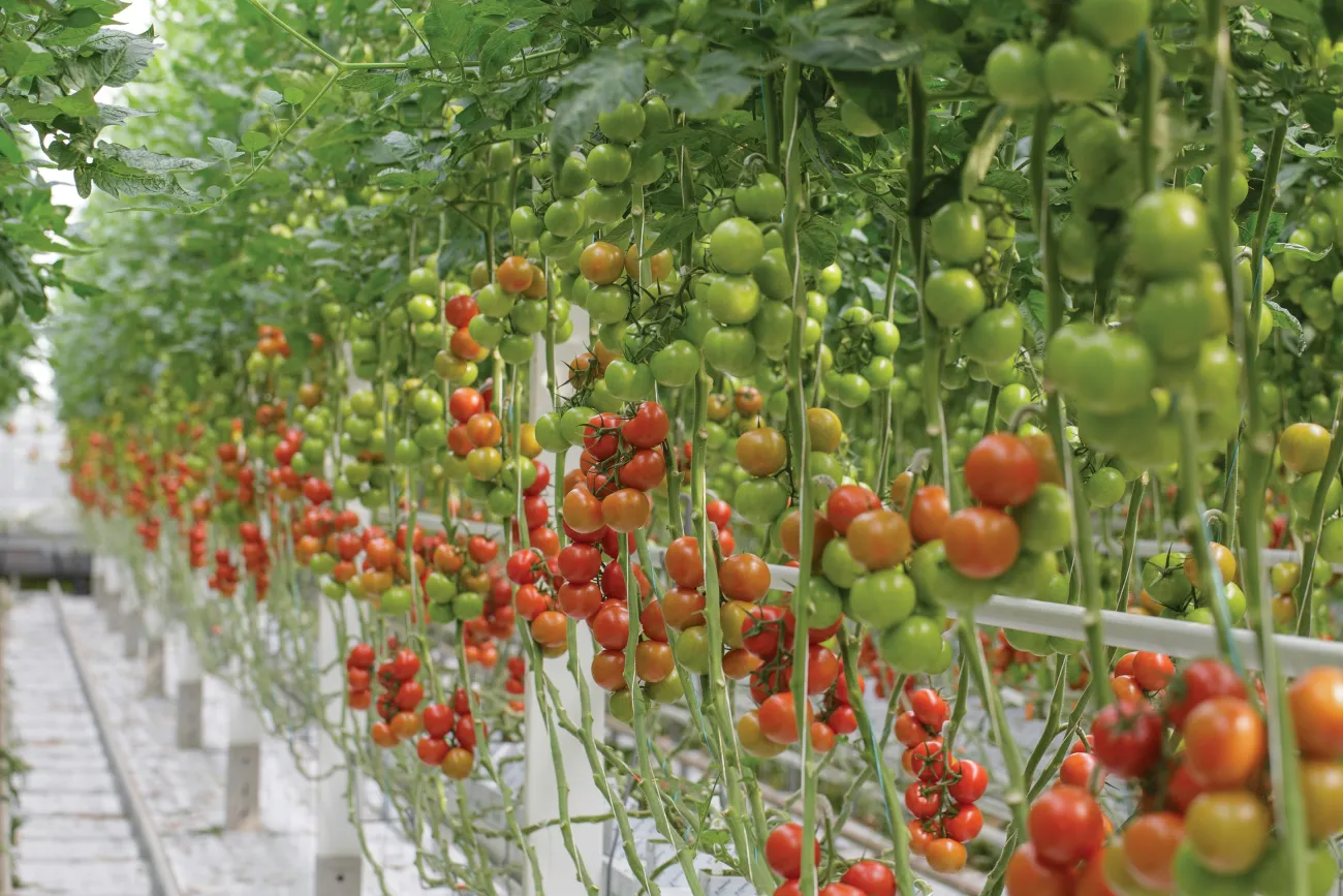 A row of tomatoes growing in a greenhouse. Photo by Aleksandr Malofeev via Unsplash.