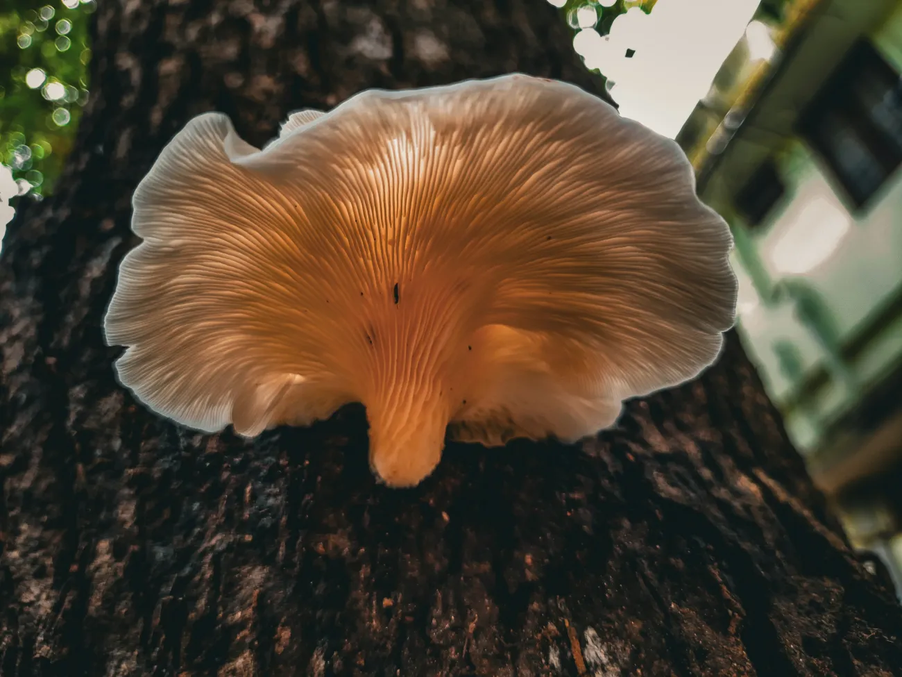 Mushroom growing out of tree trunk. Photo by Anki Pai via Unsplash.