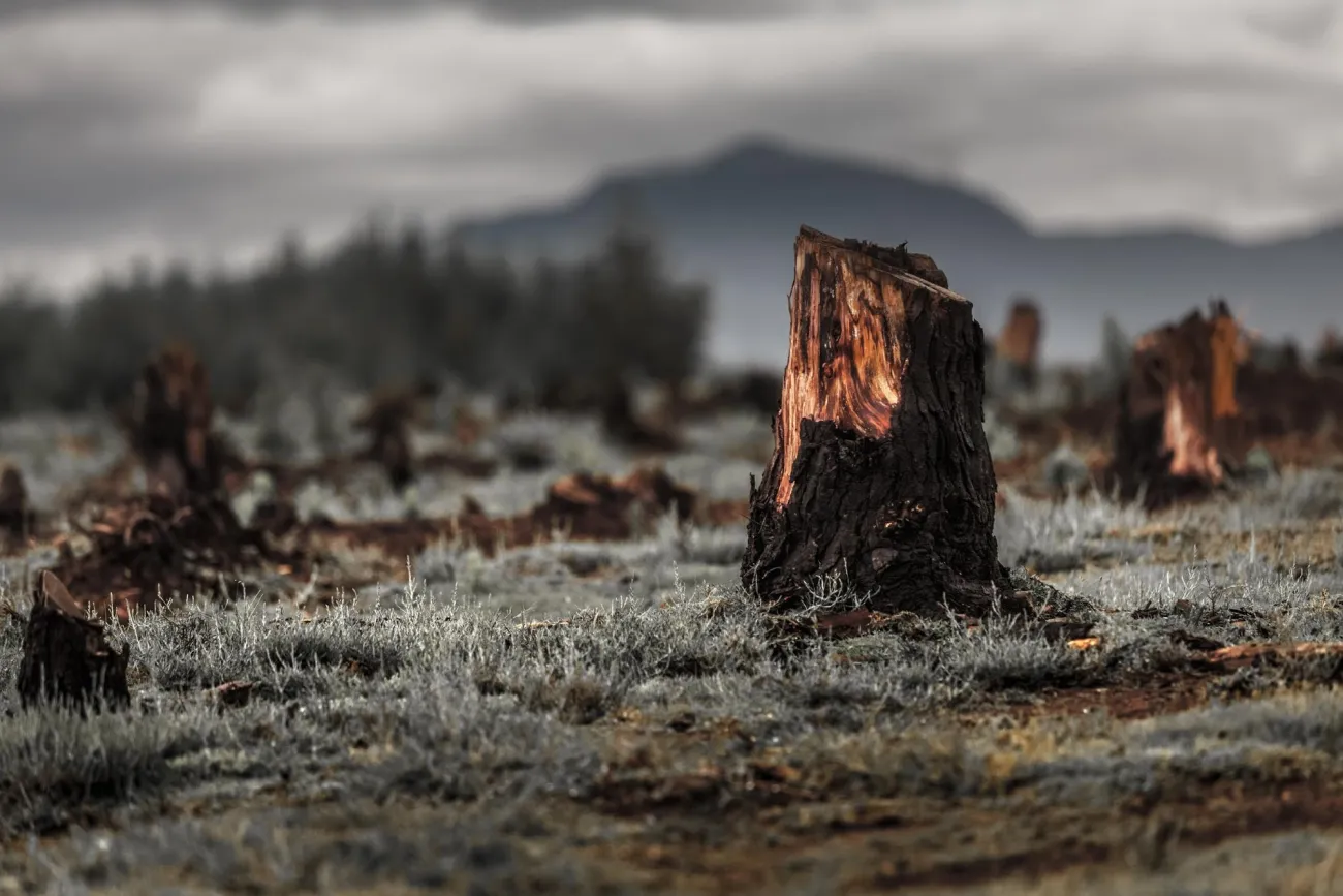 Image: Dudarev Mikhail, Stumps in the valley caused by deforestation and slash and burn types of agriculture in Madagascar, IPBES Media Resources