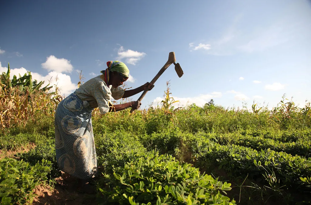 Image: ILRI, Groundnut farmer in Malawi, Flickr, Creative Commons Attribution-ShareAlike 2.0 Generic