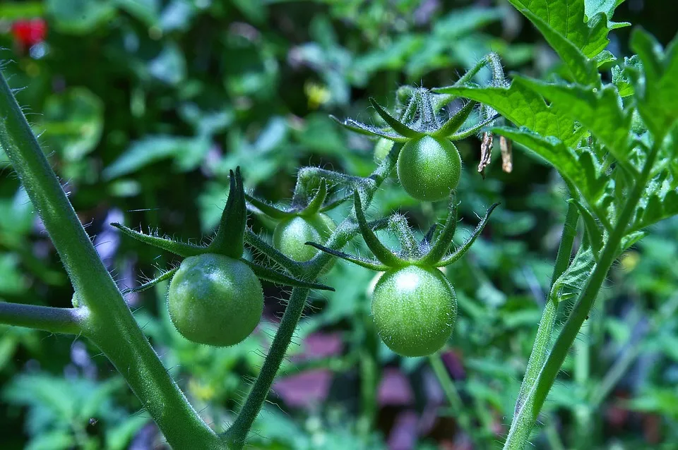 Image: KRiemer, Tomatoes Fried Green, Pixabay, Pixabay Licence