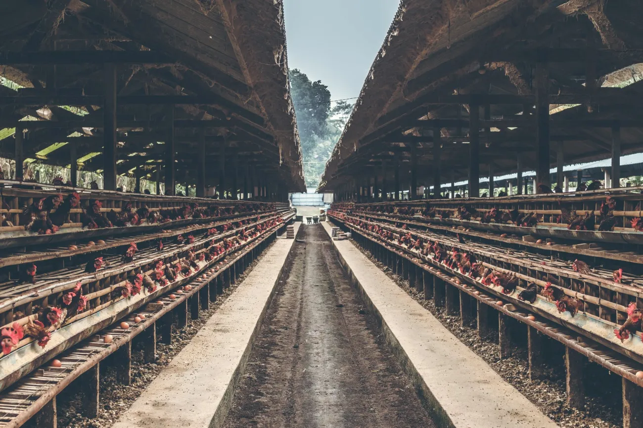 Image: Artem Beliaikin, Brown Wooden Poultry, Pexels, Pexels Licence