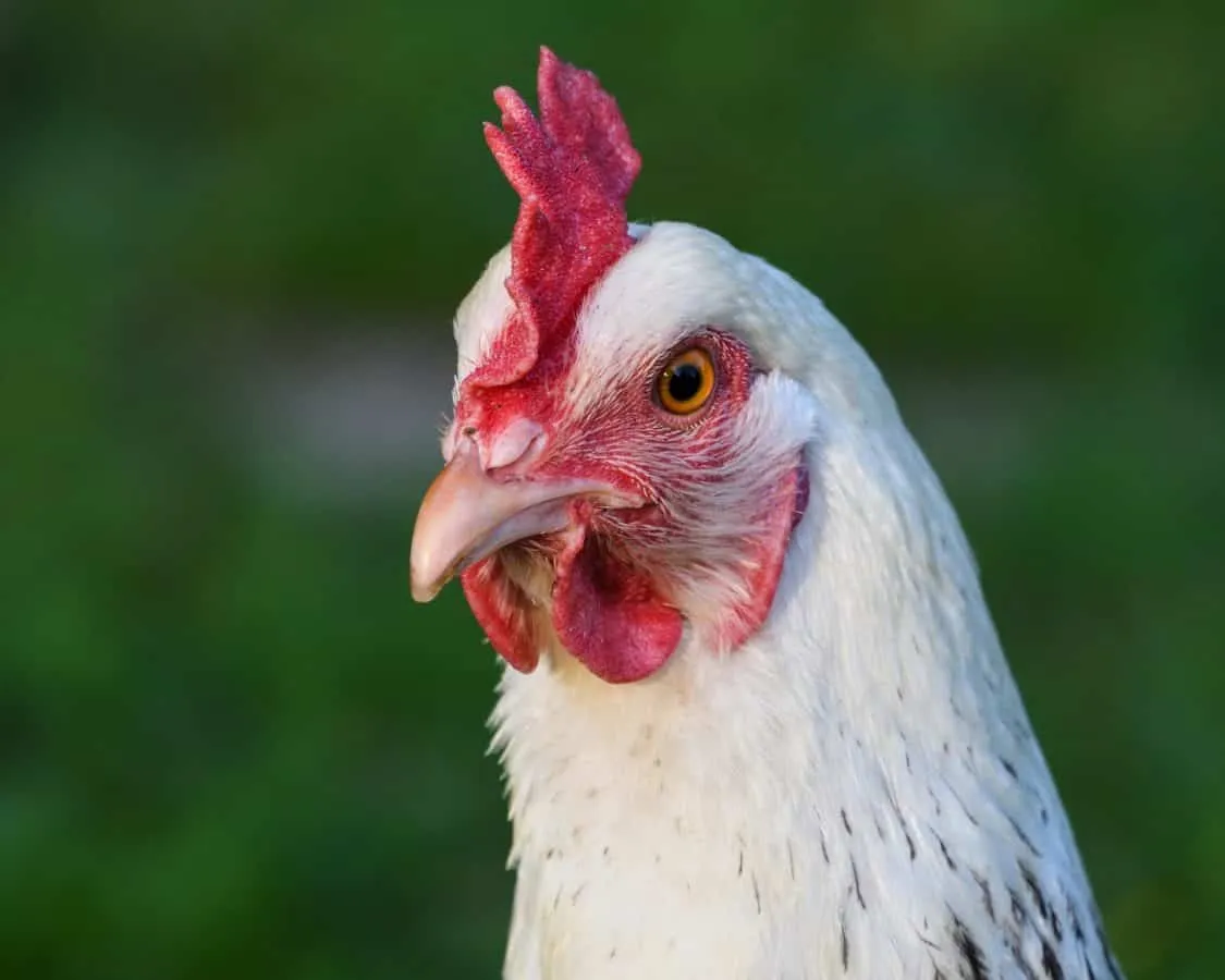 Image: Pixnio, Hen poultry bird, Public domain