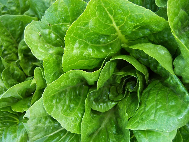 Image: Mercedes, Crunchy Romaine Lettuce, Flickr, Creative Commons Attribution-ShareAlike 2.0 Generic 