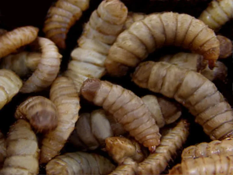 Image: MD-Terraristik, larvae of the black soldier fly, Wikimedia Commons, Public domain