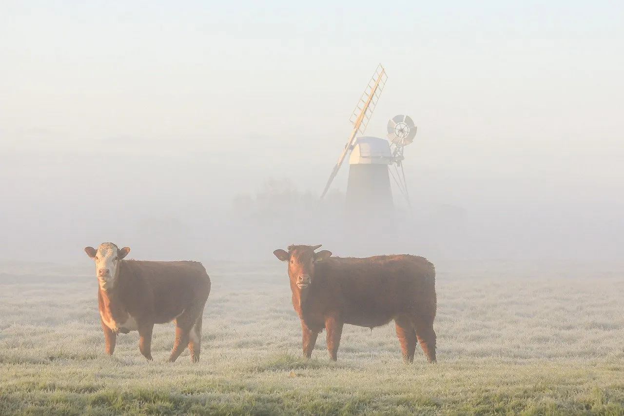 Image: Crazyhorse50, Muttons Mill Halvergate Marsh, Pixabay, Pixabay Licence