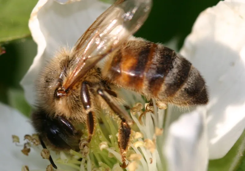 Photo: djfrantic, Bees on our Boysenberries, Flickr, Creative Commons License 2.0 generic.