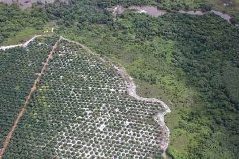Photo: glennhurowitz, Palm oil plantation encroaching on forest, Flickr, Creative commons licence 2.0