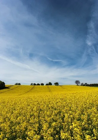 Photo: targut, rapeseed fields, Flickr, Creative commons licence 2.0