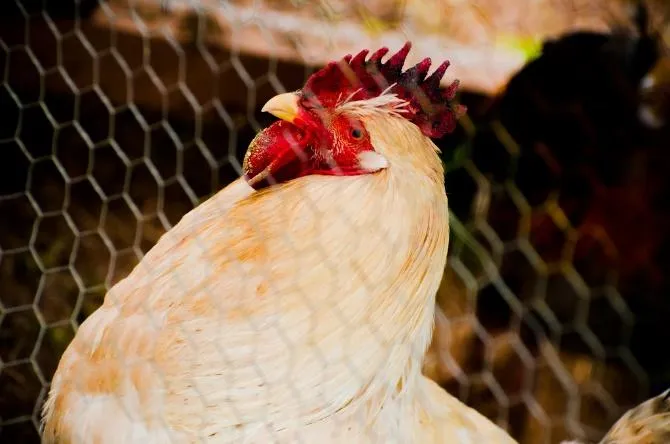 Photo: Stephen Luke, farm, Flickr, creative commons licence 2.0