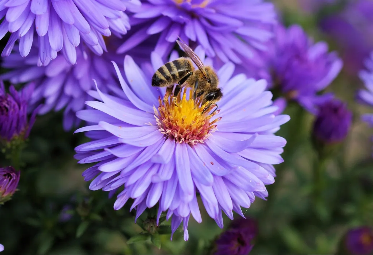 Image: Pexels, Bee bloom blossom, Creative Commons CC0
