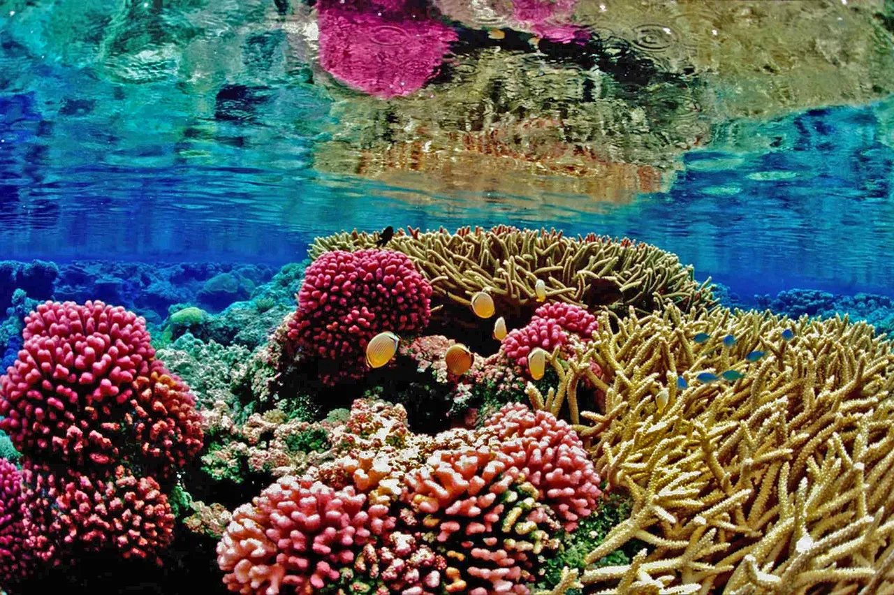 Image: Chaos07, Recife coral reef mar, Pixabay, CC0 Creative Commons