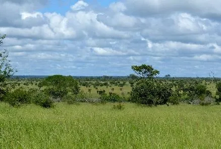 Photo: Bernard Dupont, Green Savannah, Flickr, Creative Commons licence 2.0