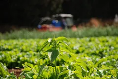 Photo: Flickr StateofIsrael, Agriculture, Creative Commons License 2.0