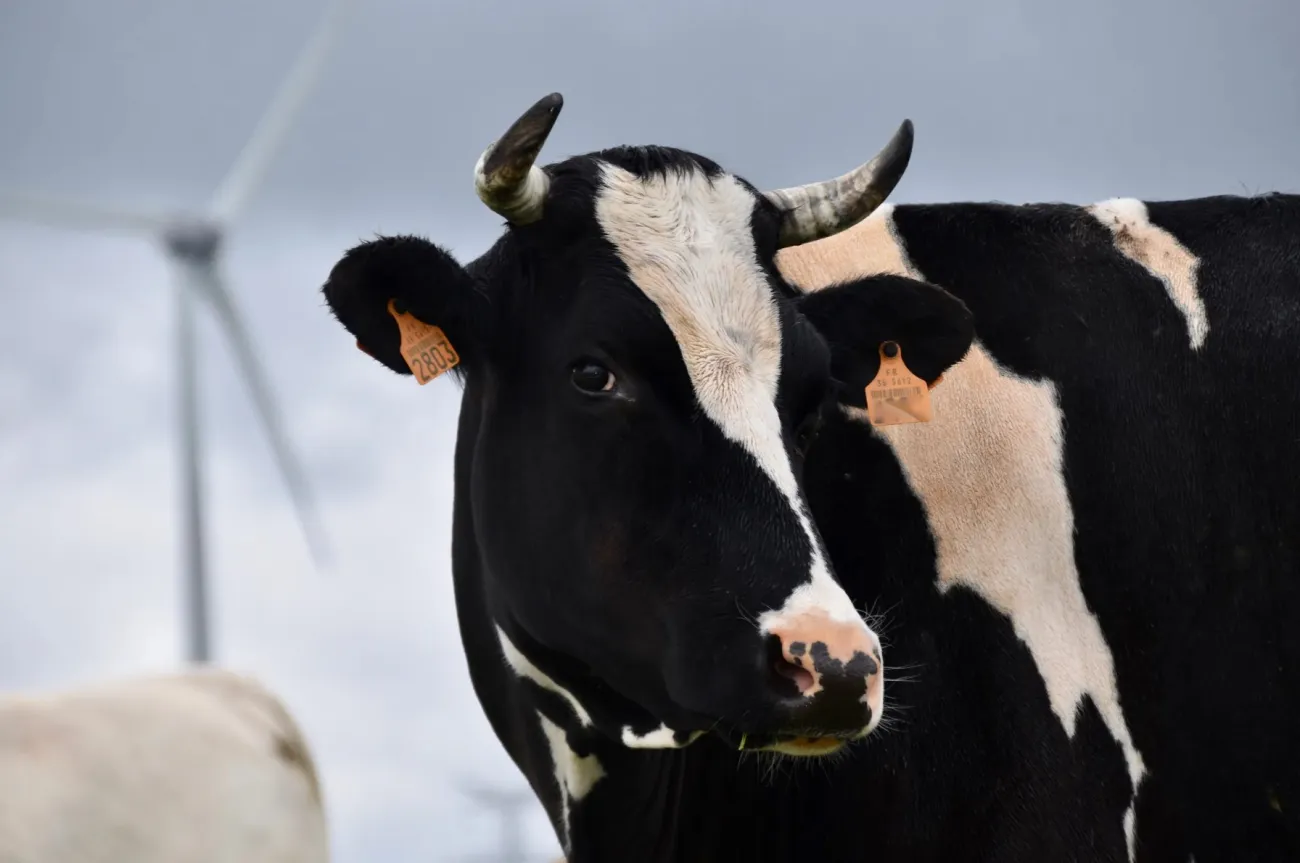 Image: JackieLou DL, Selective Focus Photography of Dairy Cow, Pexels, Pexels Licence
