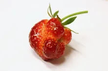 Figure 1: Photo credit: Pete, Project 365 #193: 120713 Ugly Fruit?, Flickr, Creative Commons Licence 2.0
