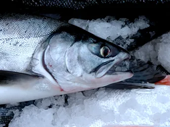 Photo credit: Isaac Wedin, Salmon face, Flickr, Creative Commons License 2.0