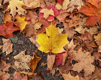 Figure 2: Photo Credit, PepOmint, Maple Leaf, Flickr, Creative Commons License 2.0