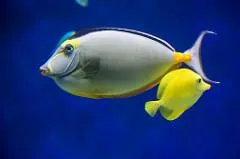 Photo: Susanne Nilsson, Flickr, Tropical Fish, Creative Commons License 2.0