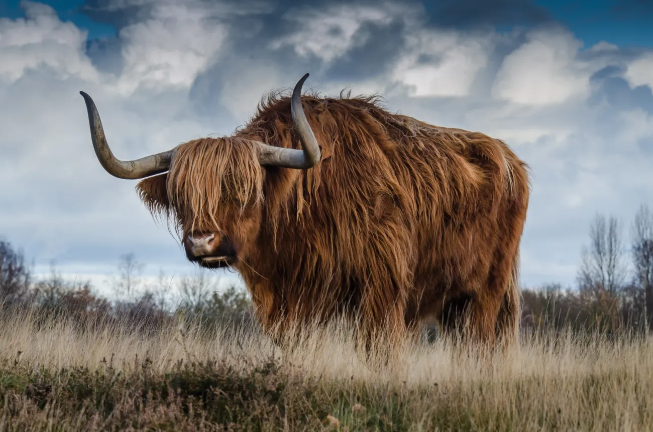 Photo credits: Pexels - https://www.pexels.com/photo/brown-yak-on-green-and-brown-grass-field-144234/