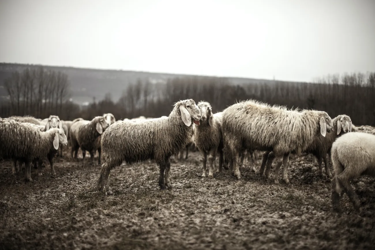 Photo credits: Pexels - https://www.pexels.com/photo/black-and-white-animals-sheep-flock-1469/
