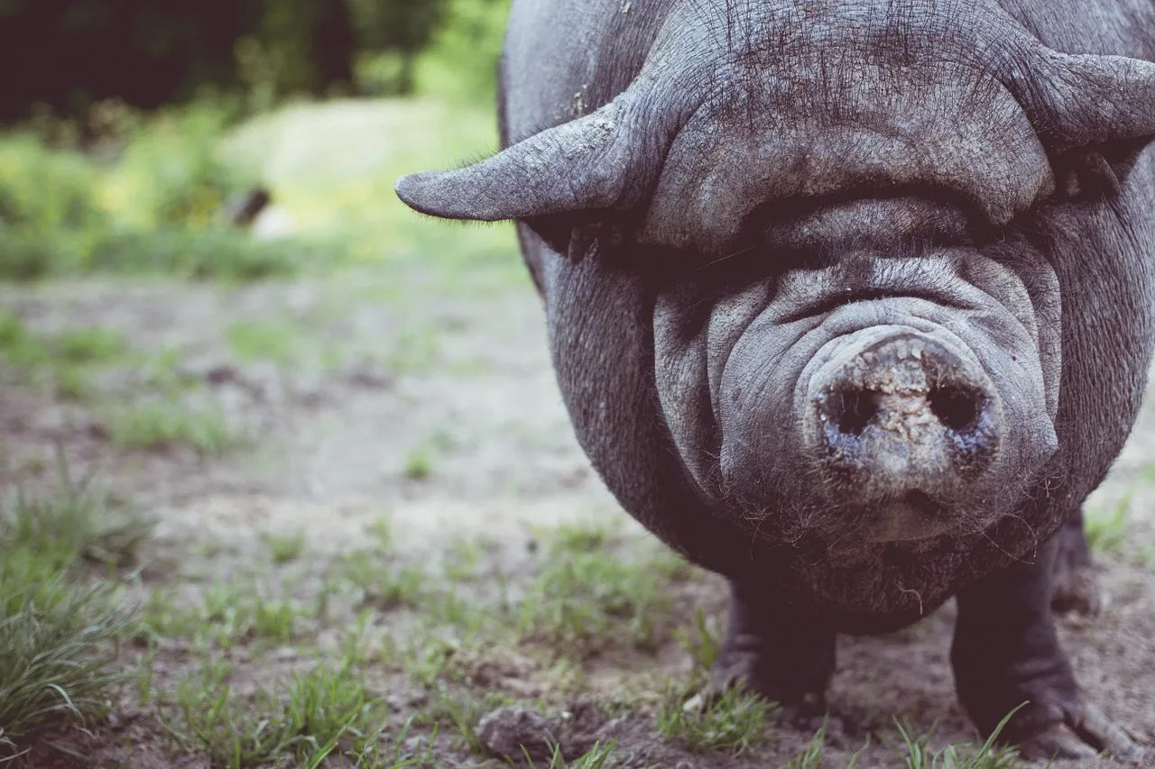 Image: Free-Photos, Pig animal snout, Pixabay, CC0 Creative Commons