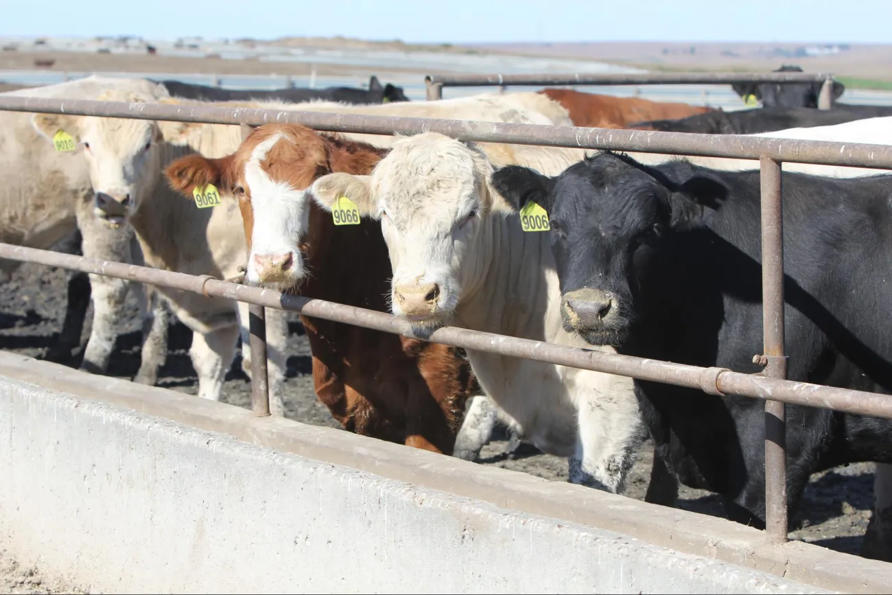 Image: Iowa Cattlemen’s Association, May Beef Month, Flickr, Creative Commons Attribution-NoDerivs 2.0 Generic 