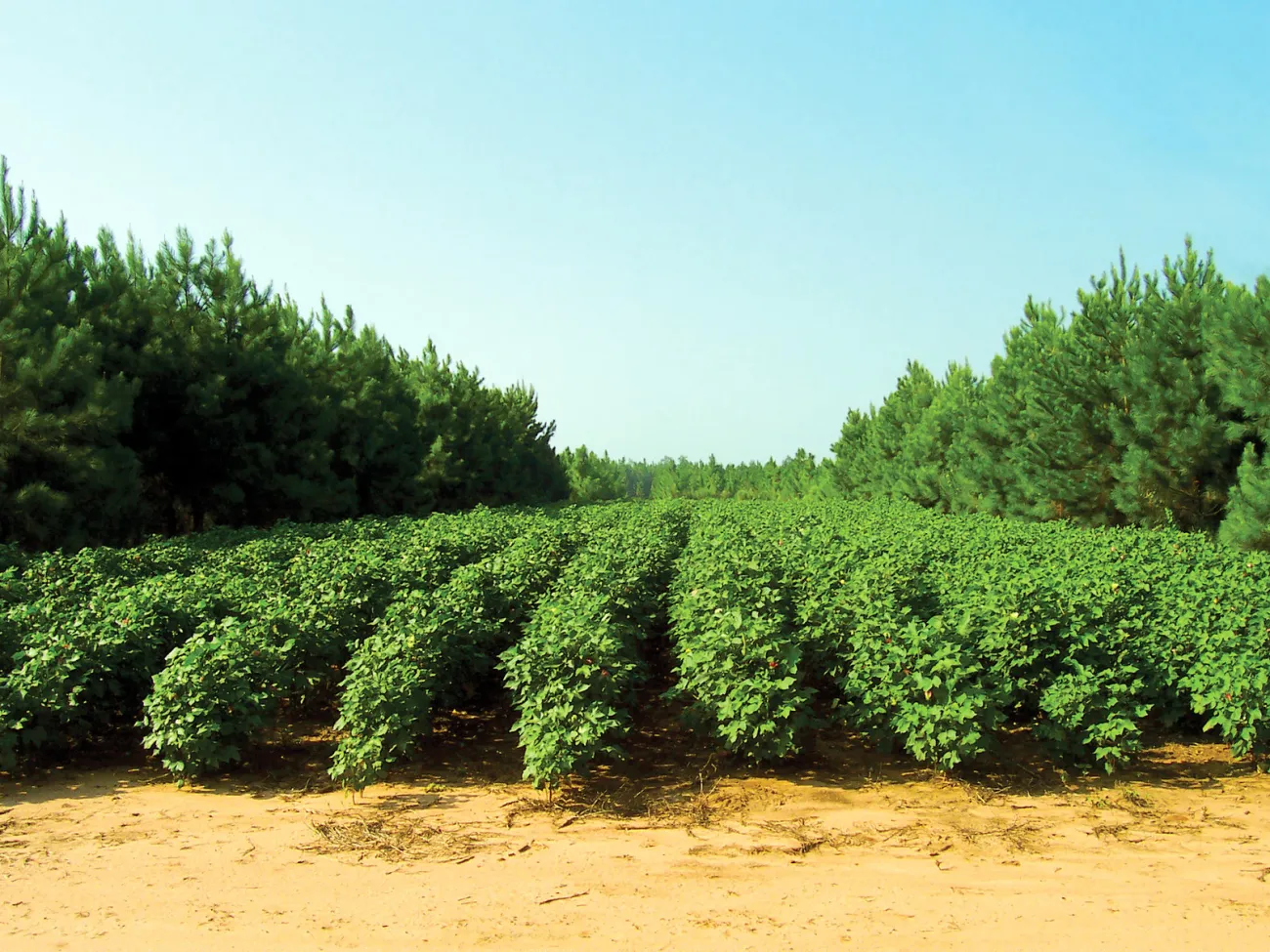 Image: USDA, Alley cropping, Flickr, Creative Commons Attribution 2.0 Generic