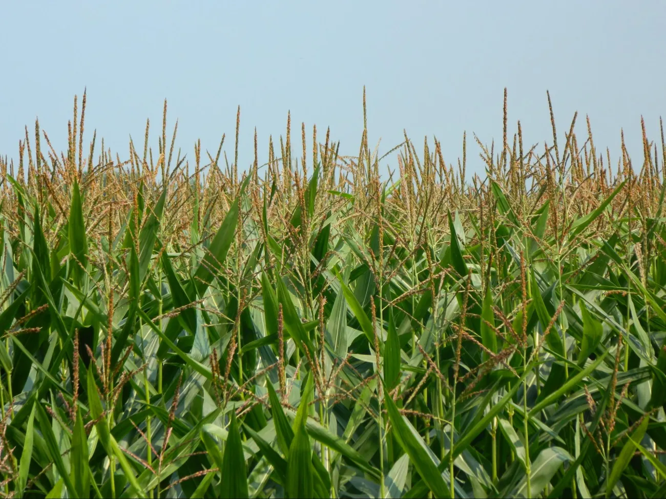 Image: Ruben Holthuijsen, CornField, Flickr, Creative Commons Attribution 2.0 Generic