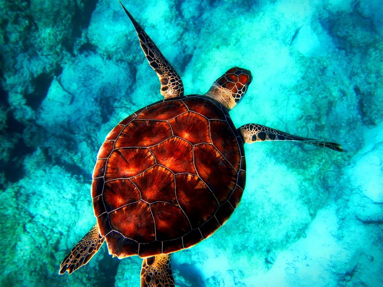 Image: http://fshoq.com, Sea turtle in the ocean, Creative Commons Attribution 4.0 International