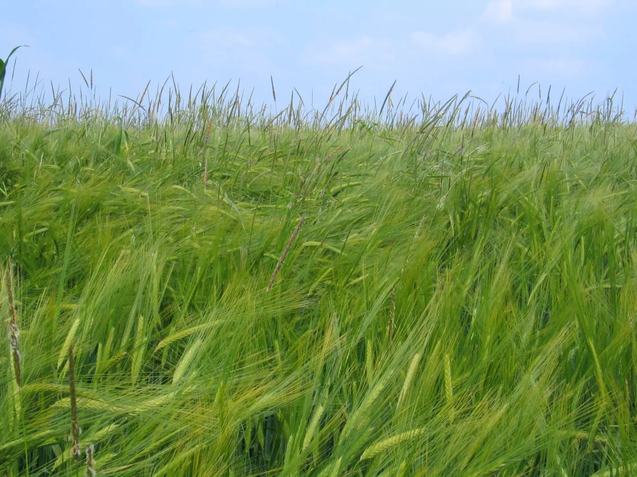 Image: Oliver Macdonald Maccheek, Alopecurus myosuroides (Black-grass) in a barley crop, Wikimedia Commons, Creative Commons Attribution-Share Alike 3.0 Unported
