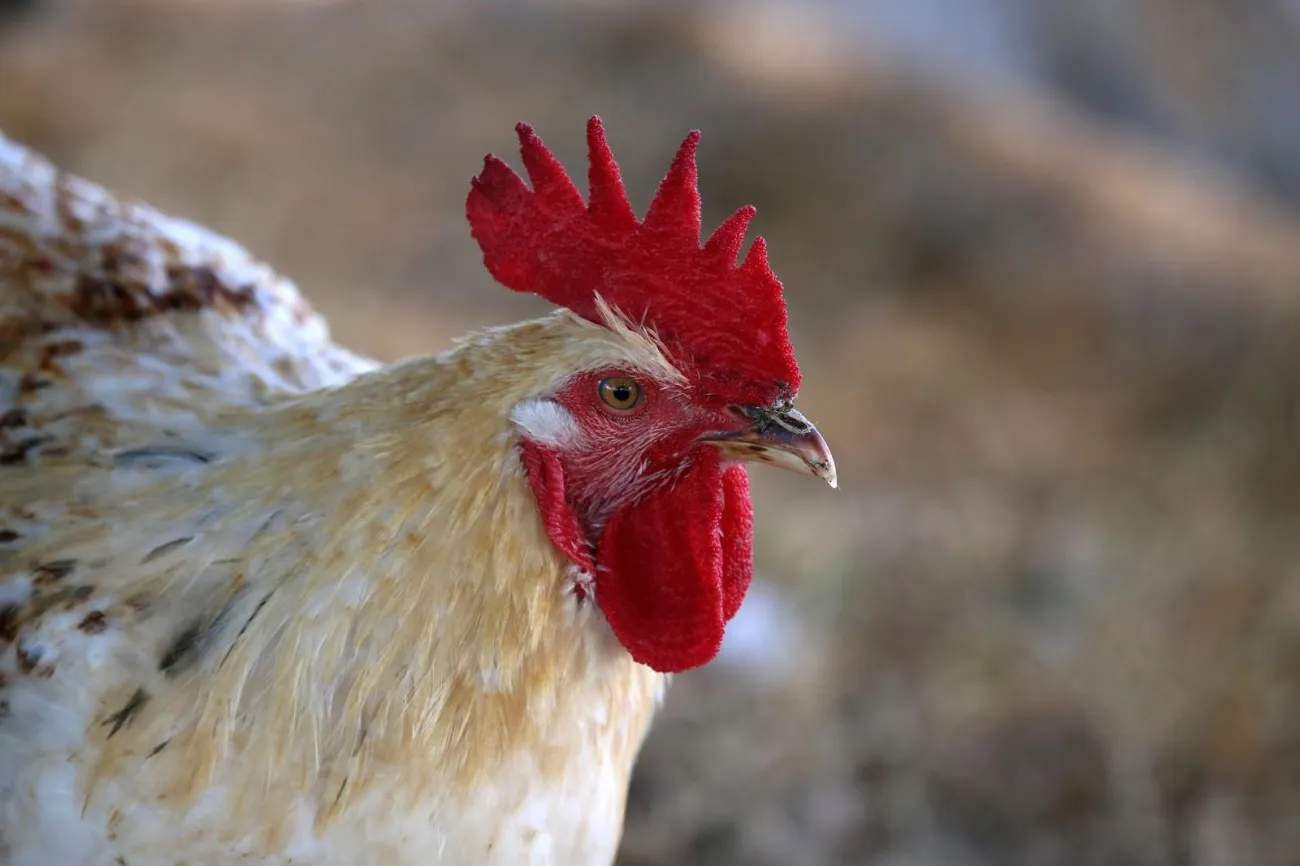 Image: cuatork77, ROOSTERS, Flickr, Creative Commons Attribution-ShareAlike 2.0 Generic