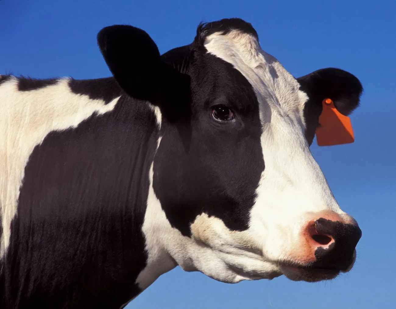 Image: US Department of Agriculture, k11662-1, Flickr, Creative Commons Attribution 2.0 Generic
