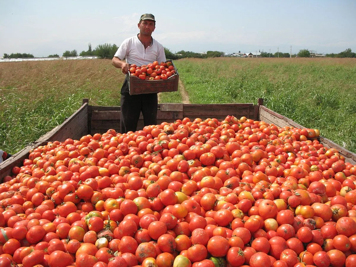 Image: Narek75, Tomato harvesting in Armenia, Wikimedia Commons, Creative Commons Attribution-Share Alike 4.0 International