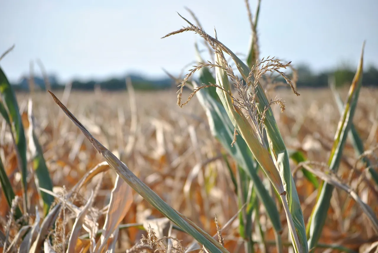 Image: Max Pixel, Plant field summer, Creative Commons CC0