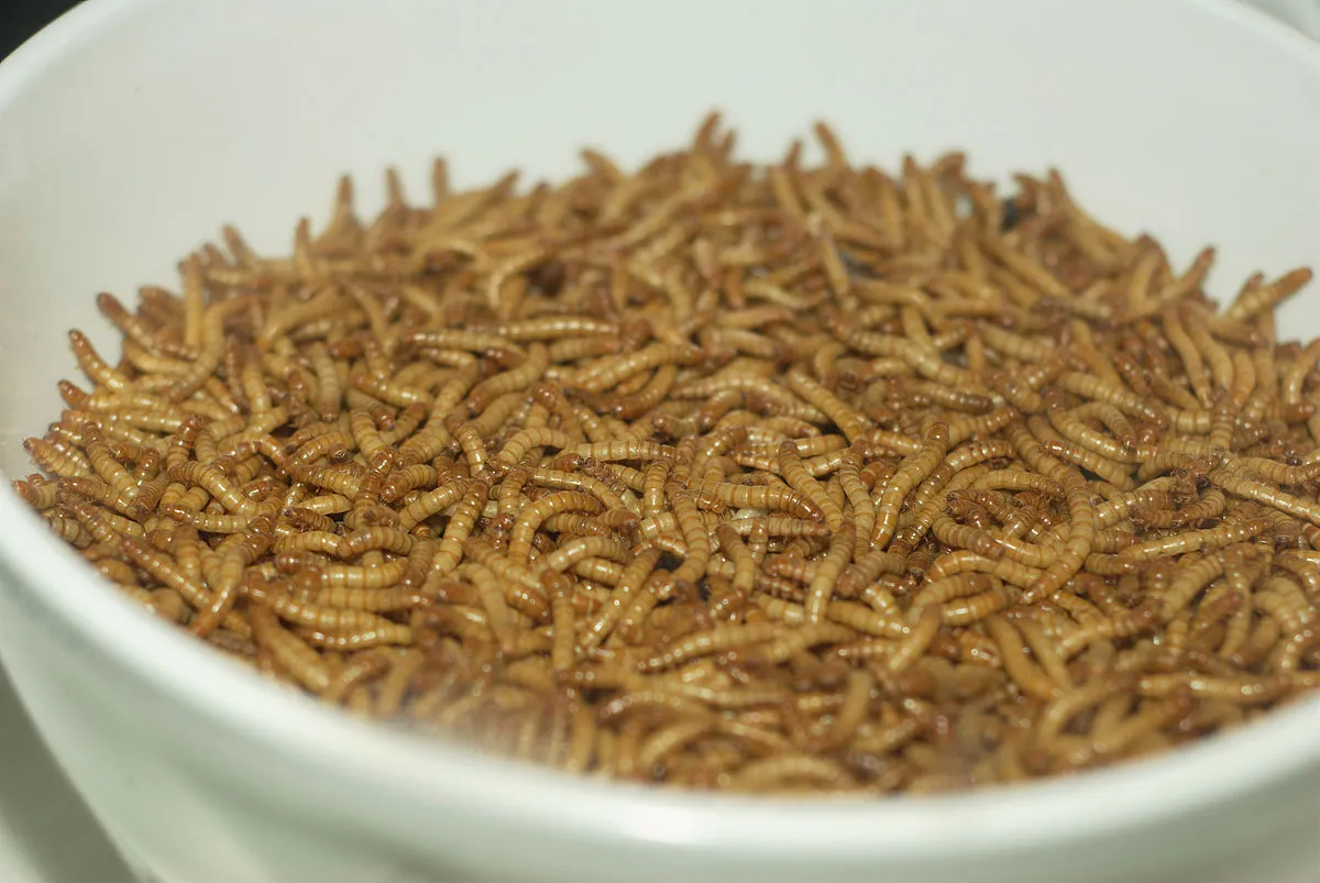 Image: Pengo, Mealworms. Displayed as if for human consumption in an exhibit at an aquarium, Wikimedia Commons, Creative Commons Attribution-Share Alike 3.0 Unported